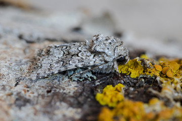 Hecatera weissi Up close perched on the bark of