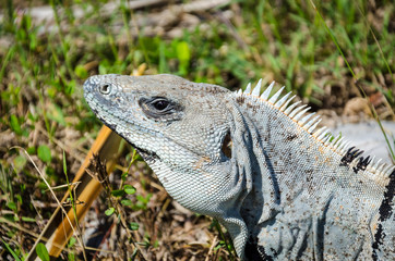 Obraz premium reptile