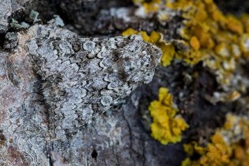 Hecatera weissi Up close perched on the bark of