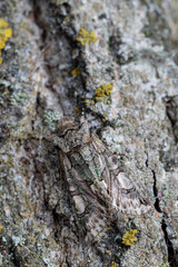 Allophyes alfaroi up close perched on the bark of. Spain