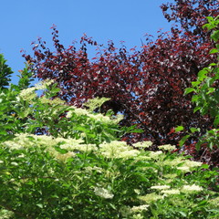 Sambucus, white flowers of the elderberry bush,