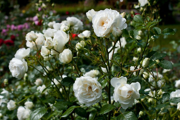 Obraz na płótnie Canvas Rose flower blooming at summer. Rose garden, summer background