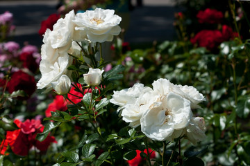 Rose flower blooming at summer. Rose garden, summer background