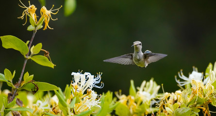 Close Up of a Hummingbird with it's Tongue Out and Pollen on it's Beak