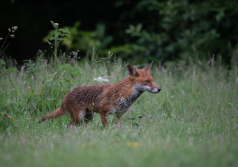 Wild red fox