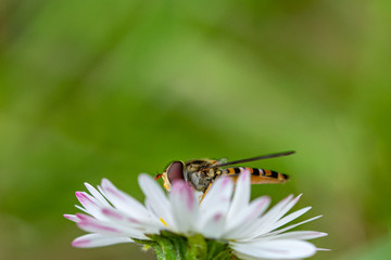 Hoverfly (Syrphid fly, Flower fly) behind hte petals of a daisy collecting flower nectar