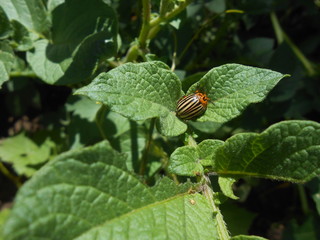 Bug