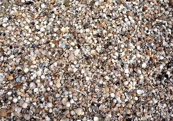 Muscheln am Strand