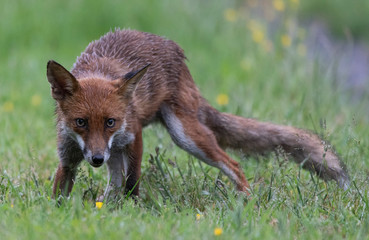 red fox