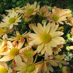 colorful garden chrysanthemums, garden shades bloom all summer in the garden