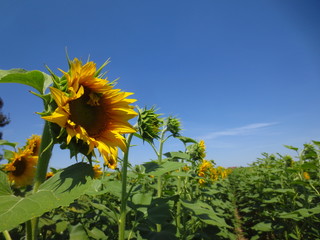 sunflower in field of sunflowers