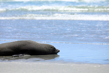 Robben am Strand in Neuseeland