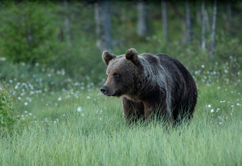 Obraz na płótnie Canvas brown bear