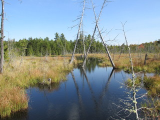 Appalachian bog