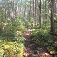 Fototapeta premium Appalachian trail