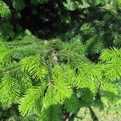 fresh green, pine tips