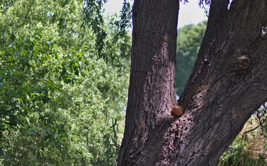 Peppers in brocade on the tree