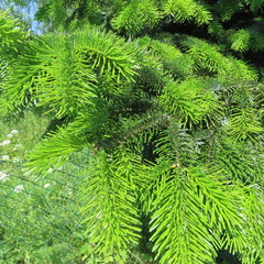 fresh green, pine tips