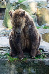 Brown bear (Ursus arctos) in the rock