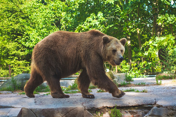 Fototapeta na wymiar Brown bear (Ursus arctos) in the rock