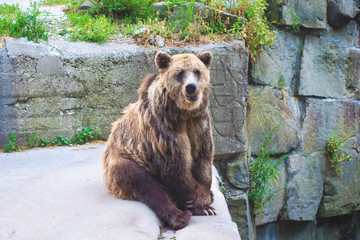 Obraz premium Brown bear (Ursus arctos) in the rock