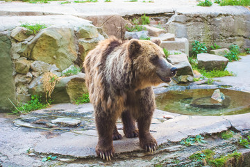 Fototapeta premium Brown bear (Ursus arctos) in the rock
