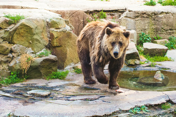 Obraz na płótnie Canvas Brown bear (Ursus arctos) in the rock