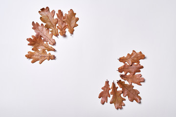 Autumn composition. Frame made of autumn dried oak leaves on white background. Fall concept. Autumn thanksgiving texture. Flat lay, top view, copy space