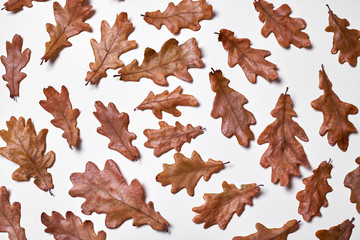 Autumn composition made of dried oak leaves on white background. Fall concept. Autumn thanksgiving...