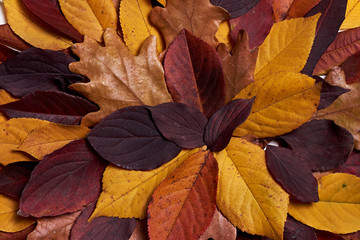 Autumn composition made of dried yellow and red leaves on white background. Fall concept. Autumn thanksgiving texture. Flat lay, top view, copy space