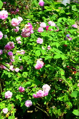 Nice flowers in the garden in midsummer, in a sunny day. Green landscape