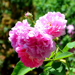 Nice flowers in the garden in midsummer, in a sunny day. Green landscape