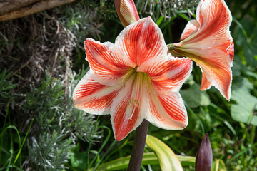 Wayside blooming amaryllis at the Levada do Canical near Machico on the Island of Madeira.