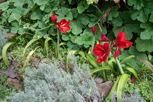 Wayside blooming amaryllis at the Levada do Canical near Machico on the Island of Madeira.