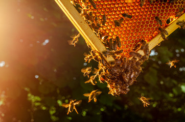 honey bees on honeycomb in apiary in summertime 