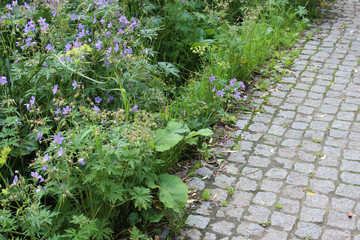 Paved path in the garden