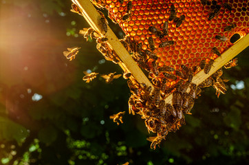 honey bees on honeycomb in apiary in summertime 