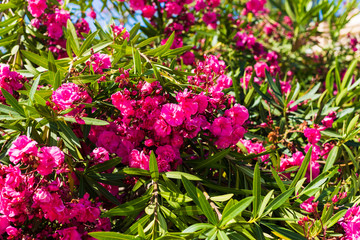 Blooming pink oleander flowers in garden. Selective focus. Copy space. Blossom spring, exotic...