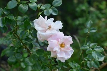pink and white flofer of 'New Dawn' rose
