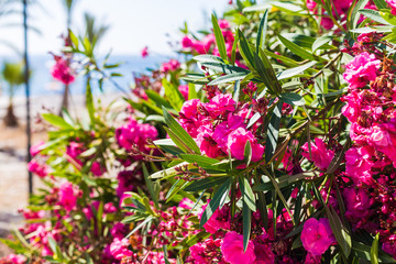 Blooming pink oleander flowers in garden. Selective focus. Copy space. Blossom spring, exotic summer.