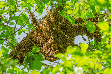 swarm of honey bees hanging up on a tree in summertime