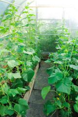 farm life, growing vegetables in the greenhouse. how to grow cucumbers. seedlings, planting