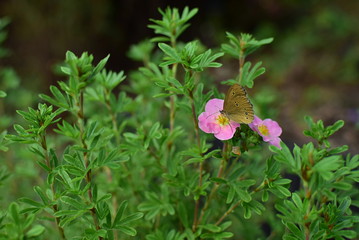   buterfly on flowers of cinquefoil shrub - obrazy, fototapety, plakaty