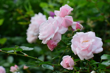 rose flowers 'New Dawn' in the garden
