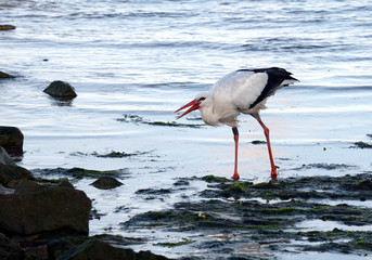 Storch am Strand auf Föhr 3