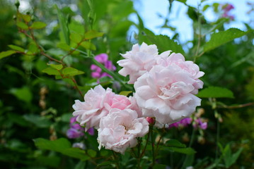 rose flowers 'New Dawn' in the garden