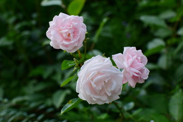 beautiful New Dawn roses blooming in the garden