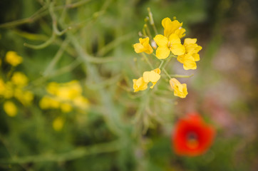 red poppy grows on the field