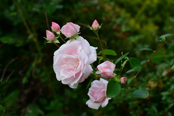 romantic a blooming rose New Dawn with porcelain and pink flowers