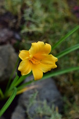 yellow flower of daylily